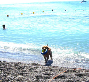 Spiagge per cani in Liguria