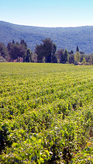 In Sicilia il Cnr fa rinascere il vino dei Romani