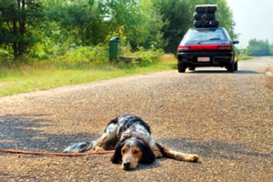 Non abbandonateli! In vacanza con cane e gatto