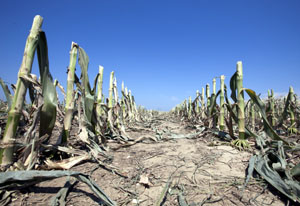 Siccit. Anche in Italia il deserto avanza