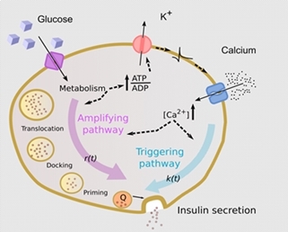 Diabete. Nuova luce sulle cause della malattia