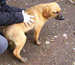 Incentivi per chi adotta un cane a Savona
