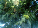 Castagne