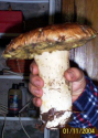 Fungo da 1 kg. da Stella (M. Comacchio)