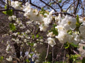 Primavera (Monica Comacchio)