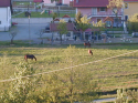 Cavalli all'agriturismo Romano (Sassello)