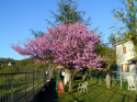 Albero di Giuda da Daniela a Sassello