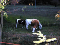 Mucche ad Albergare