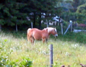 Cavallo a Montenotte (Savona)